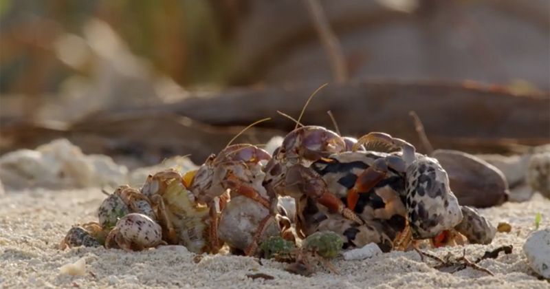 Amazing Footage Shows Hermit Crabs Line Up from Biggest to Smallest to Swap Shells