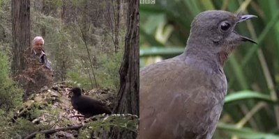 Bird Mimics Chainsaws, Car Alarms and Camera Shutters