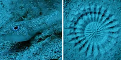 Tiny Pufferfish Spends a Week Creating Art on the Ocean Floor to Attract a Mate