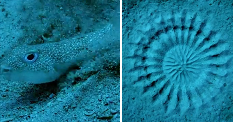 Tiny Pufferfish Spends a Week Creating Art on the Ocean Floor to Attract a Mate