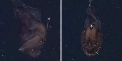 Rare Footage of a Live Anglerfish 2000 ft Underwater