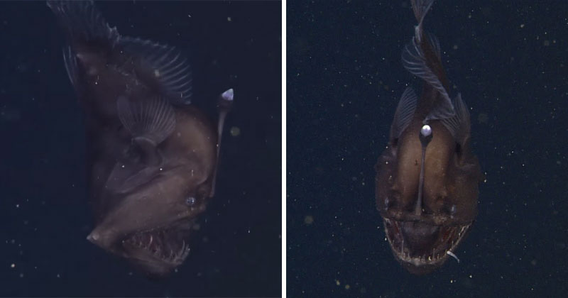 Rare Footage of a Live Anglerfish 2000 ft Underwater