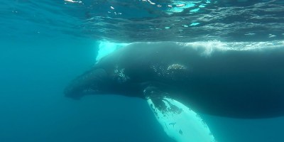 Snorkeling With Humpbacks