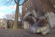 Squirrel Nabs GoPro, Carries It Up a Tree and Drops It