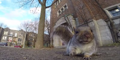 Squirrel Nabs GoPro, Carries It Up a Tree and Drops It