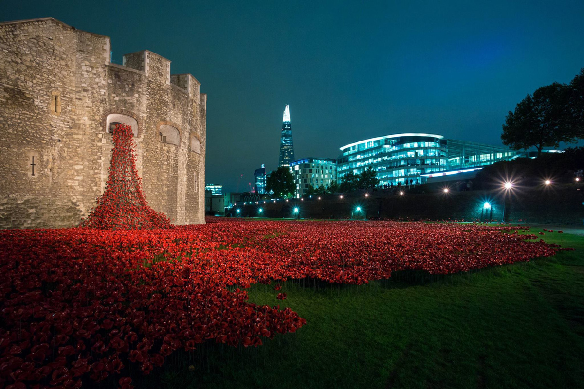 tower of london poppies at night