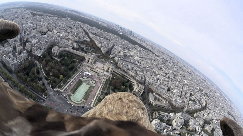 What Paris Looks Like from an Eagle's POV