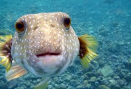 Picture of the Day: Kiss from a Puffer Fish