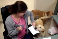 At This Vet Clinic, You Can Have a Dog Deliver Your Receipt