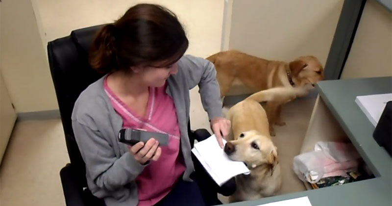 At This Vet Clinic, You Can Have a Dog Deliver Your Receipt