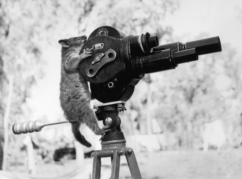 awesome possum taking a picture behind movie camera director black and white vintage Picture of the Day: This Director is Possum