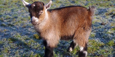 Meet Benjamin, the Orphan Pygmy Goat Sweeping Britain