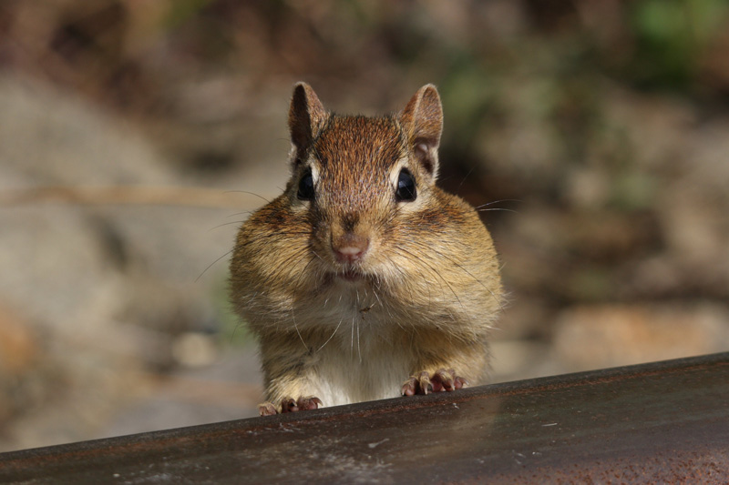 Hunters chipmunk cheeks фиалка фото