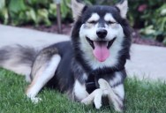 Dog Without Front Limbs Get 3D Printed Legs, Runs for First Time Ever