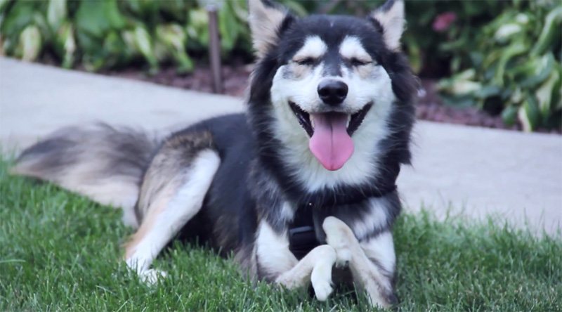 Dog Without Front Limbs Get 3D Printed Legs, Runs for First Time Ever