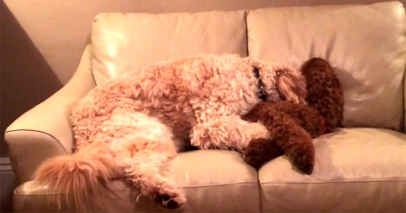 Dog Comforts Friend Having a Bad Dream