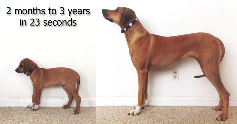Doglapse: 2 Months to 3 Years in 23 Seconds