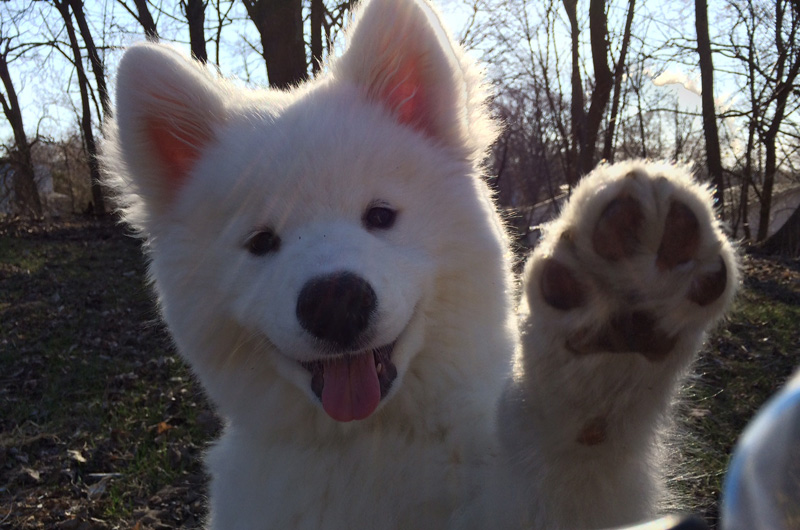 Dog Waving Bye Twistedsifter