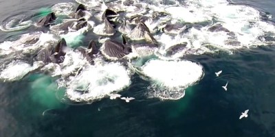 Drone Captures Huge Pod of Humpbacks Feeding in Alaska