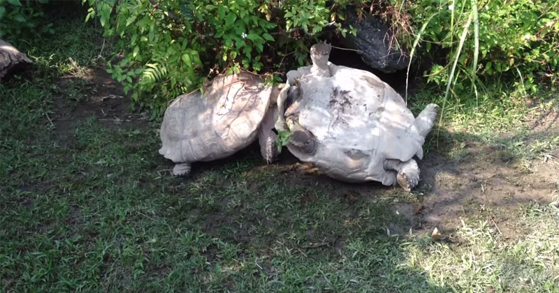 Tortoise Flips Over Friend That's Stuck Upside Down