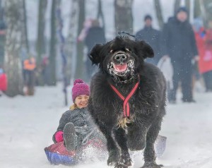 funny dog pulling kid on sled funny dog pulling kid on sled