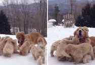 Just a Golden Retriever Playing with Her Nine Puppies in the Snow