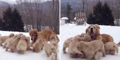 Just a Golden Retriever Playing with Her Nine Puppies in the Snow
