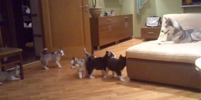 Just a Husky Playing with Her 7 Puppies