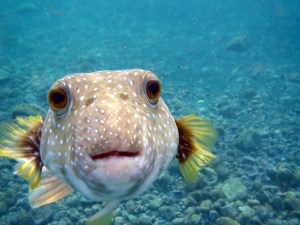 kiss from a puffer fish staring at camera hawaii kiss from a puffer fish staring at camera hawaii