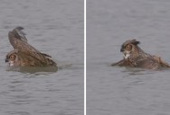 Just an Owl Going for a Swim