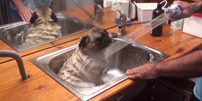 Just a Pug Getting a Bath and Loving It