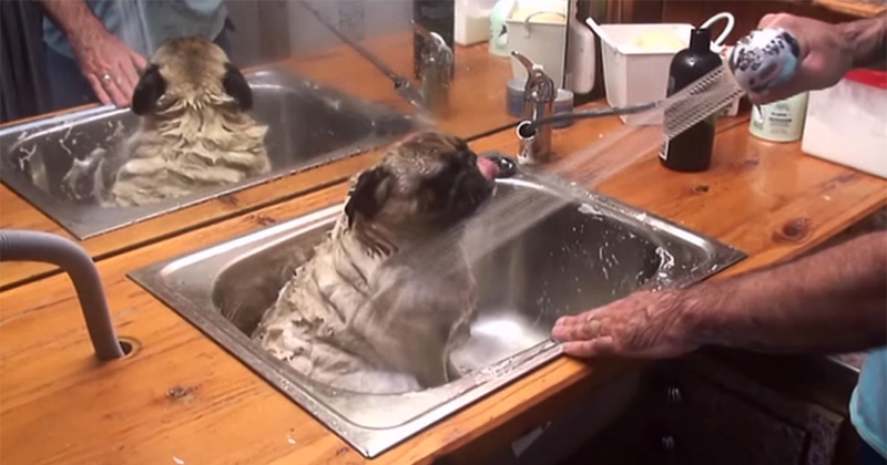 Just a Pug Getting a Bath and Loving It