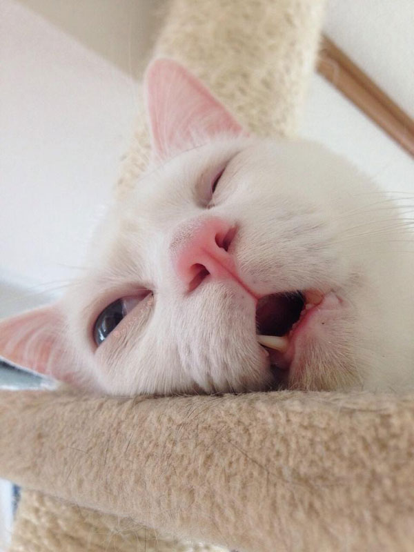 setsu-chan Cat Was Just Given the Title of Most Awful Sleeping Face in Japan (10)