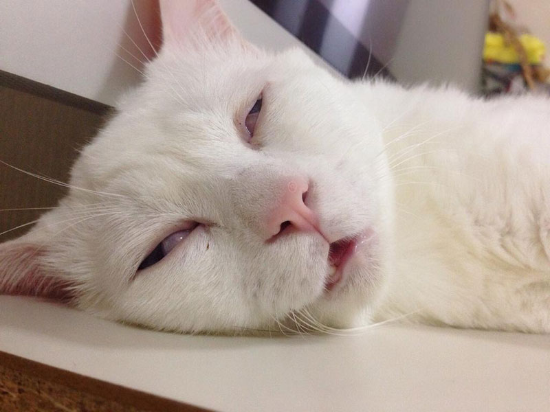 setsu-chan Cat Was Just Given the Title of Most Awful Sleeping Face in Japan (11)