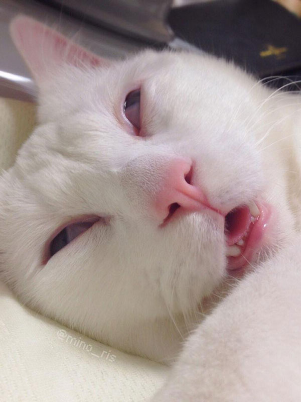 setsu-chan Cat Was Just Given the Title of Most Awful Sleeping Face in Japan (2)