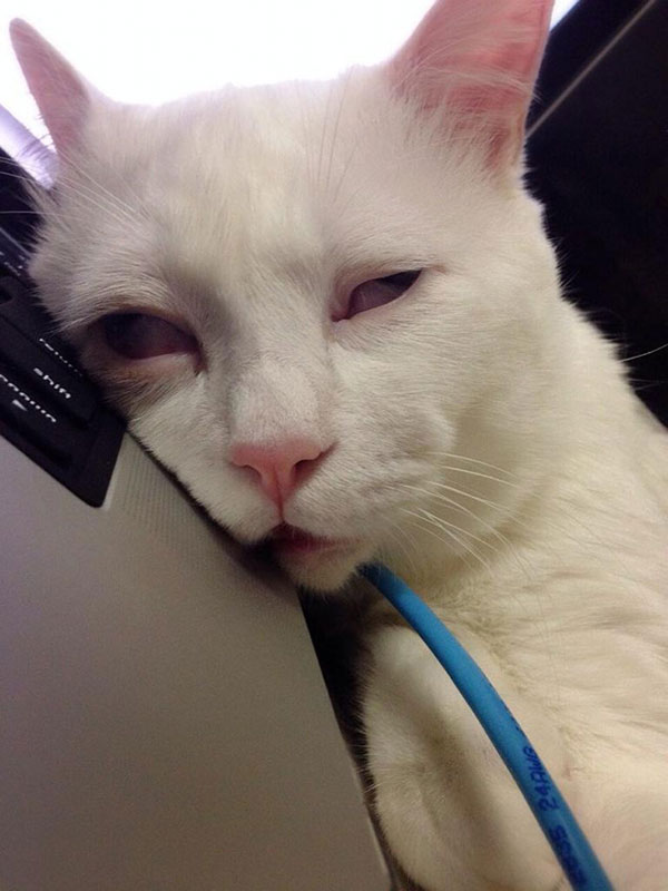 setsu-chan Cat Was Just Given the Title of Most Awful Sleeping Face in Japan (3)