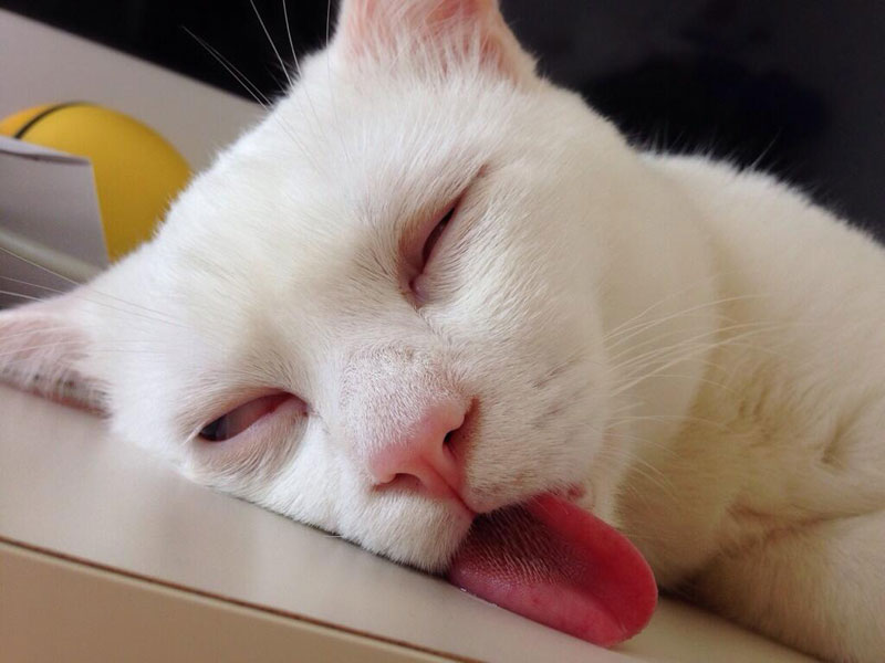 setsu-chan Cat Was Just Given the Title of Most Awful Sleeping Face in Japan (4)