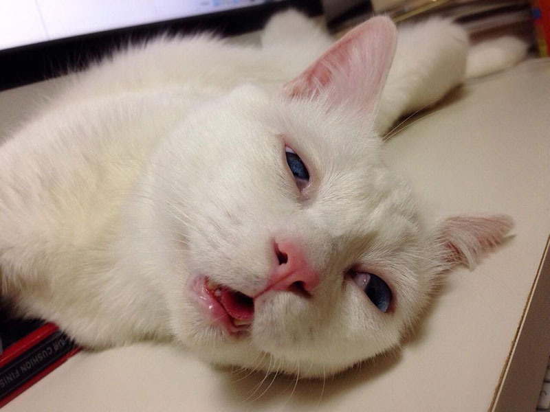 setsu-chan Cat Was Just Given the Title of Most Awful Sleeping Face in Japan (6)