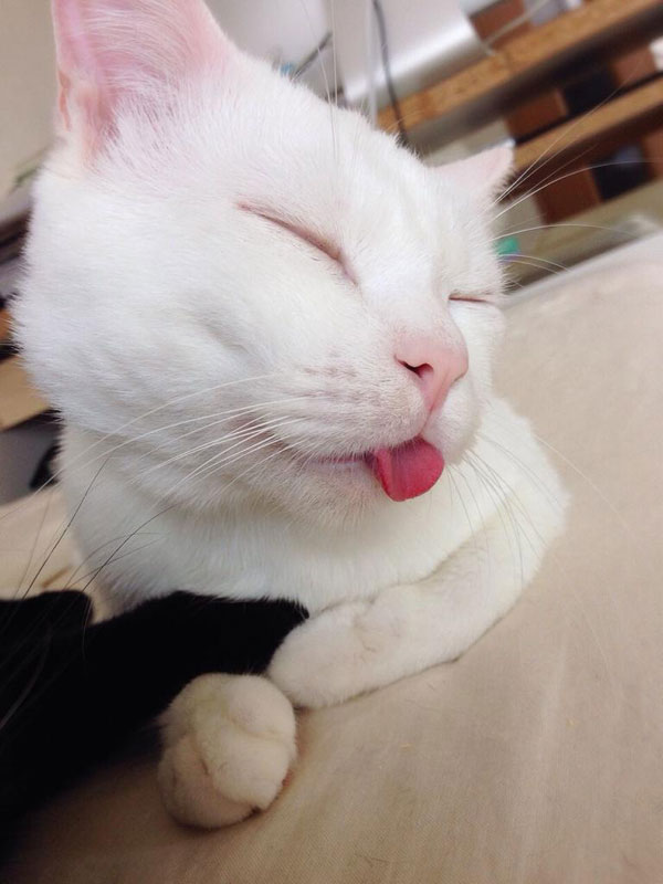 setsu-chan Cat Was Just Given the Title of Most Awful Sleeping Face in Japan (7)