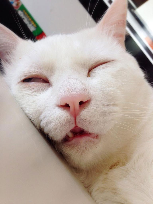 setsu-chan Cat Was Just Given the Title of Most Awful Sleeping Face in Japan (8)