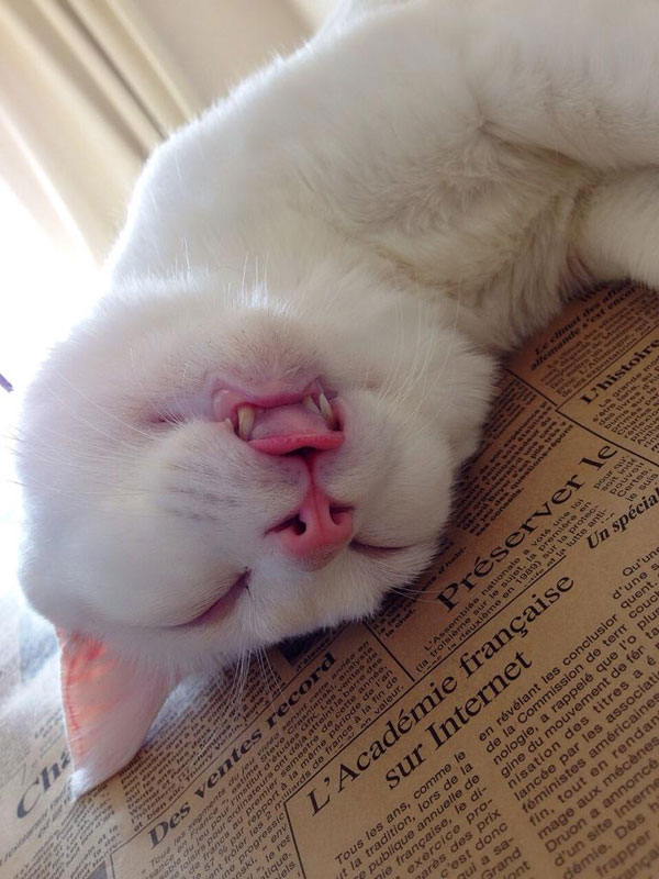 setsu-chan Cat Was Just Given the Title of Most Awful Sleeping Face in Japan (9)