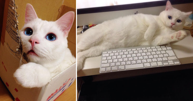See Why this Cat Was Named the "Most Awful Sleeping Face" in Japan