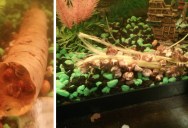 This is How Snails Eat Carrots and Celery
