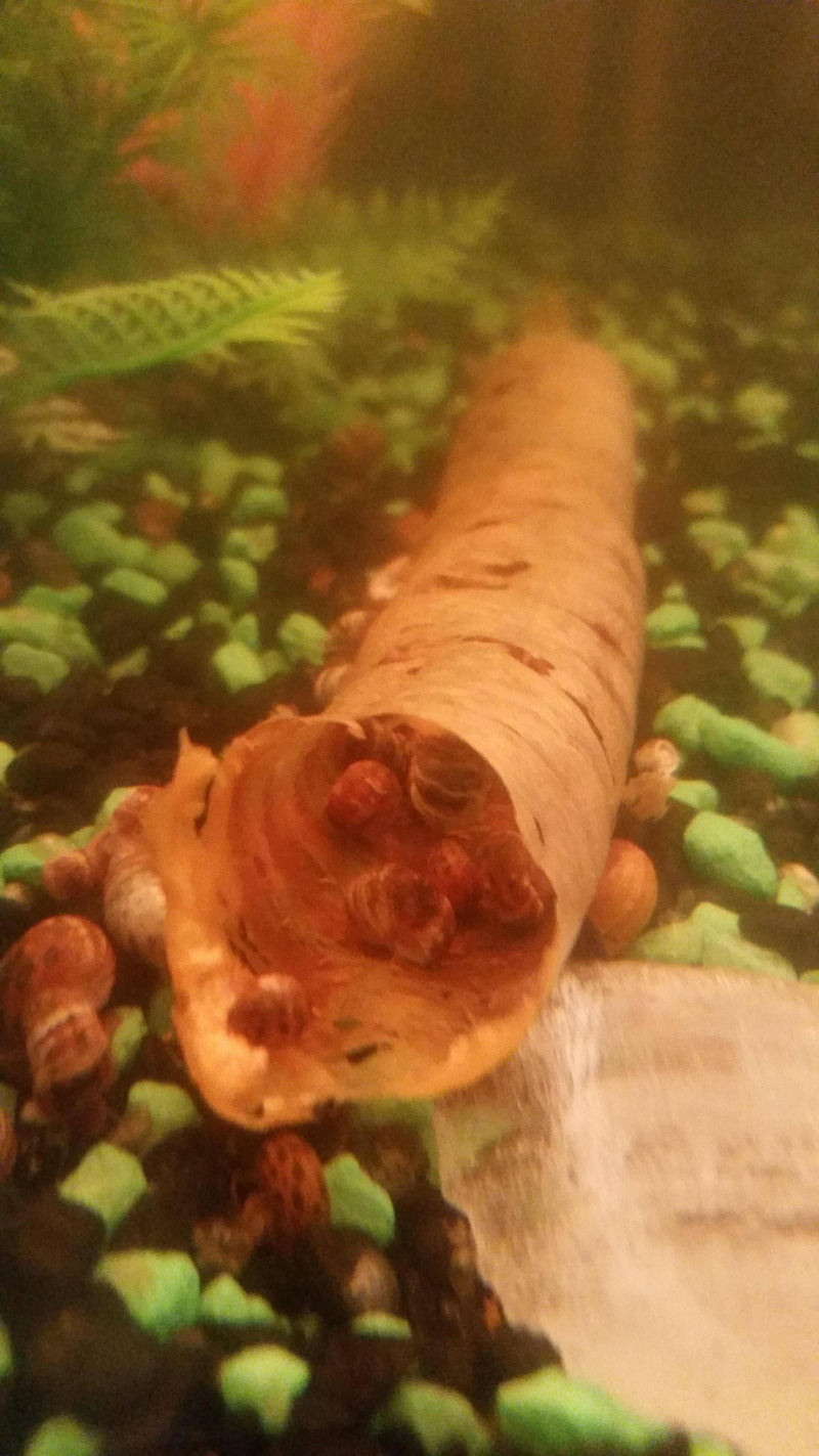 snails eating carrot in fish tank hollow This is How Snails Eat Carrots and Celery