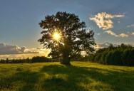 Picture of the Day: The Oldest Tree in Estonia