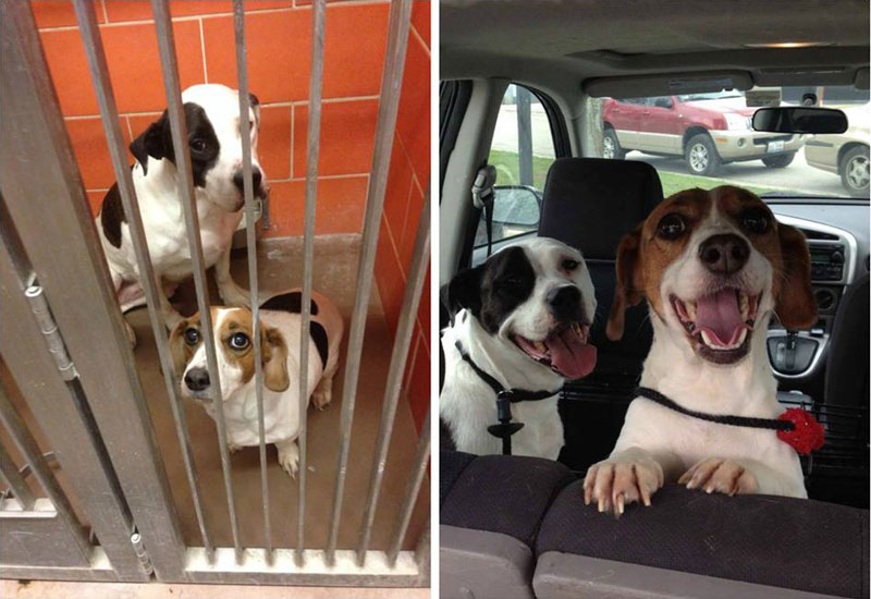 two dogs adoption happiness then and now sad happy Are You This or Are You That? (15 Photos)