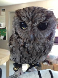 zeus blind owl with starry eyes rescued 1 zeus blind owl with starry eyes rescued (1)