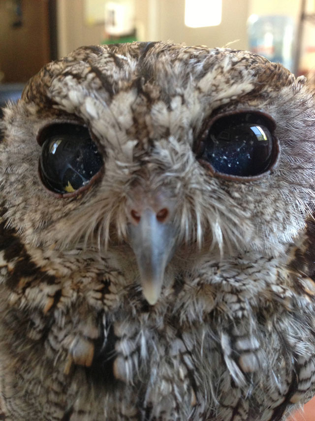 zeus blind owl with starry eyes rescued (2)