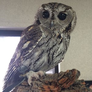 zeus blind owl with starry eyes rescued 5 zeus blind owl with starry eyes rescued (5)