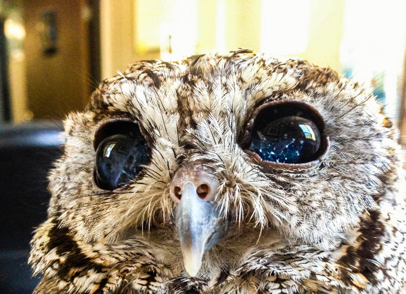 zeus blind owl with starry eyes rescued 6 Handler Shares Her Amazing Images With Birds of Prey